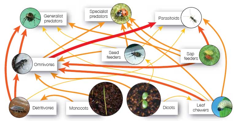  of the main functional components of the within field arable food web 
